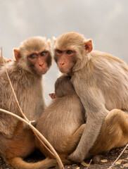 Monkey family with babies, hugging each other, Red faced macaque, emotional photo.