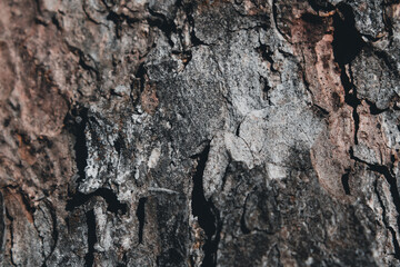 background texture of pine bark of dark brown and gray shade of bark