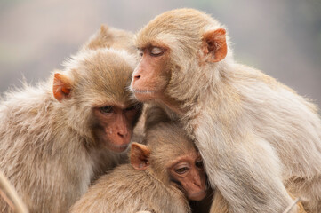 Naklejka premium Monkey family with babies, hugging each other, Red faced macaque, emotional photo.