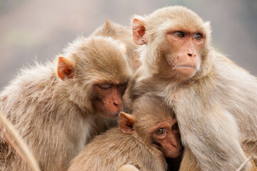 Monkey family with babies, hugging each other, Red faced macaque, emotional photo.