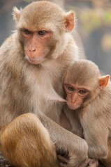 Monkey family with babies, hugging each other, Red faced macaque, emotional photo.