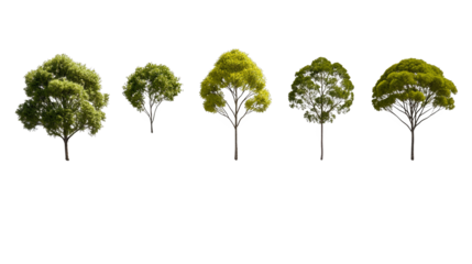 Majestic trees reaching for the vibrant blue sky, a breathtaking natural landscape