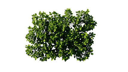 Closeup of vibrant green leaves against rustic brown background, a study in natural beauty and texture