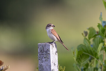 Red backed shrike on a fence pole