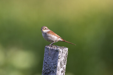 Red backed shrike on a fence pole