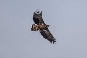 White tailed eagle in flight