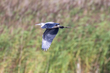Grey heron flying over the reeds