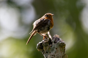 European robin on a tree trunk
