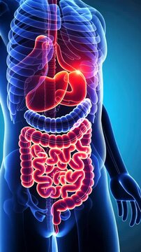 Intestinal sensitivity: visualization of bowel pain emphasizes impact of digestive disorders on daily life, underscoring need for proper diagnosis, support for improved gastrointestinal health.