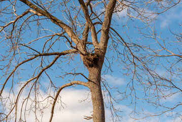 Large Empty Bird Or Squirrel Nest In Bare Trees in Fall In De Pere, Wisconsin