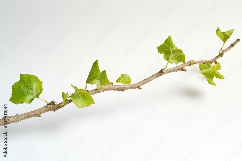 Poster a natural image of a tree branch with lush green leaves, suitable for various uses such as nature ph