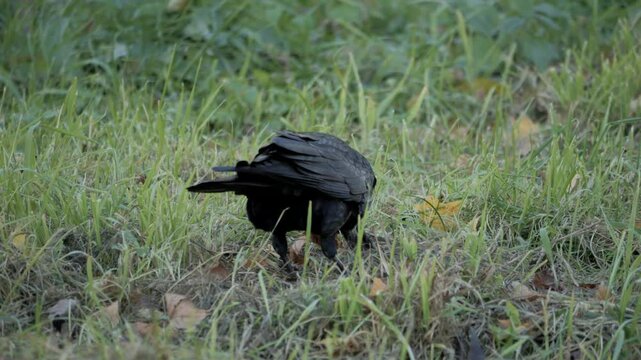 A crow or Corvus corax looks for food in the grass with its beak. High quality 4k footage
