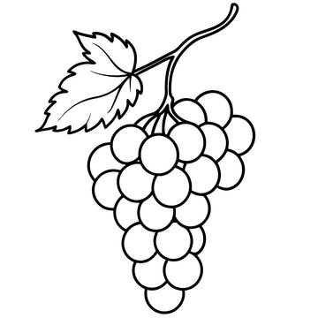 recommend clip art: Vine with Grapes Hanging line art vector