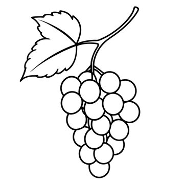recommend clip art: Vine with Grapes Hanging line art vector