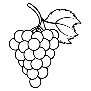 recommend clip art: Vine with Grapes Hanging line art vector