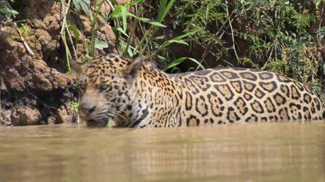 Jaguar in the Wild - Pantanal Safari Adventure in Brazil. Shot in 4K Resolution