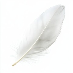 Fototapeta premium White Feather Isolated on a White or Transparent Background, Simple Style