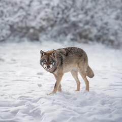 Gray Wolf growling on white snow