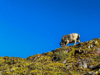 yak grazing in mountain hill