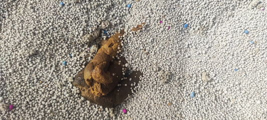 Cat gall , Traces of cat urine in the litter box, Cat poop in litter box