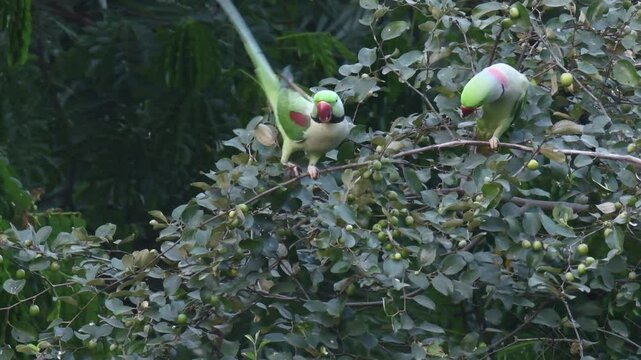 Alexandrine Parakeets are enjoying the fruits on the tree