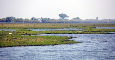 Chobe National Park, Botswana, Africa. Green grass on river banks, scattered trees and bushes, African landscape