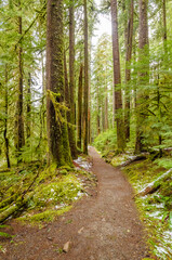 Fragment of Soleduck trail in Olympics park, Washington, USA