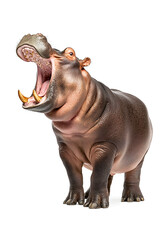 Fototapeta premium Hippopotamus isolated on white