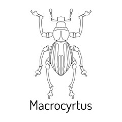 Detailed line art of Macrocyrtus beetle, a rare and exotic insect species. Ideal for educational purposes, scientific materials, entomology studies, and insect-themed designs.