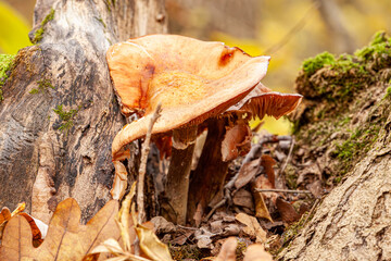 Mushrooms, tree and leaves in nature for growth, sustainability and healthy environment. Edible fungus, log stump and plants in forest for ecosystem, biodiversity and spring flourishing in wallpaper