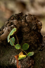  branch with growing leaves on a dry tree root. Macro photography session at Villafames town, Spain