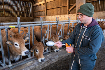 Campagne de vaccination contre la FCO (fièvre catarrhale bovine). Eleveur en train de vacciner un...
