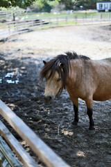 beautiful brown pony with long hair in a paddock on a farm. Horse behind a fence