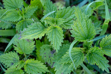 Stinging nettle leaves as background. Green texture of nettle. Top view