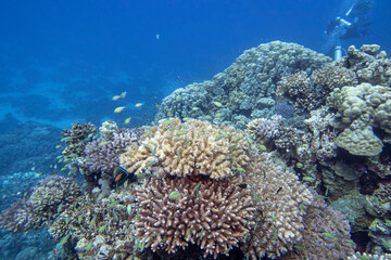 Colorful, picturesque coral reef at the bottom of tropical sea, hard corals and fishes Chromis, underwater landscape