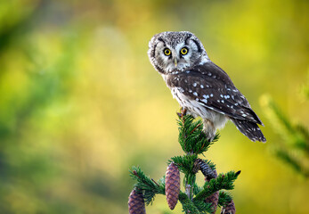 Boreal owl ( Aegolius funereus ) close up