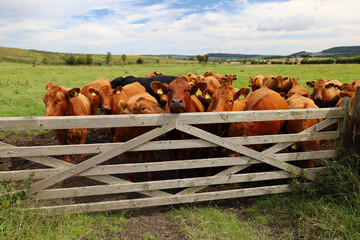 Brown cow behind a fence on a farm in England, United Kingdom