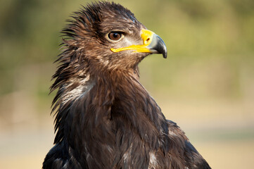 Close up of Golden Eagle head on the black background