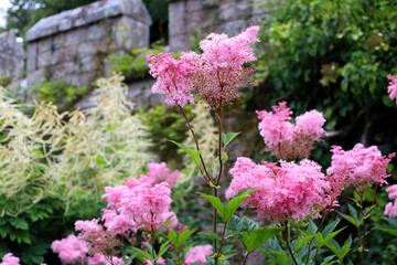 Pink fluffy flowers Filipendula Ulmaria Rosea blooming in the English garden