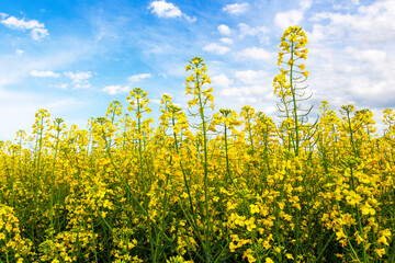 Rapeseed, Brassica napus, plants under sunny May sky with clouds in the Southern Bulgaria, Haskovo...