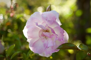 Obraz premium pink flower