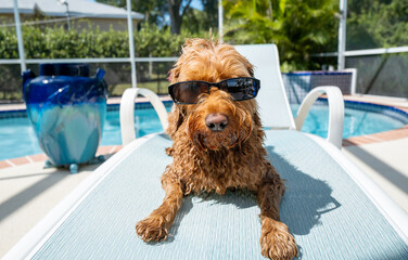Portrait of a cool wet golden doodle wearing sunglasses poolside