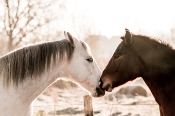 two horses playing in beautiful morning winter sun in paddock paradise equine habitat system