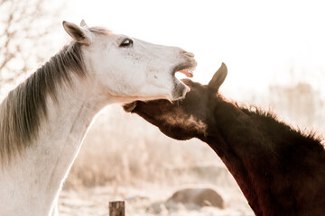 two horses playing in beautiful morning winter sun in paddock paradise equine habitat system