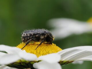Chrząszcz łanocha pobrzęcz (Oxythyrea funesta) na kwiatku w ogrodzie