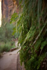footpath in the woods
