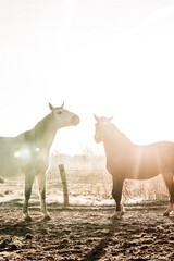 two horses playing in beautiful morning winter sun in paddock paradise equine habitat system