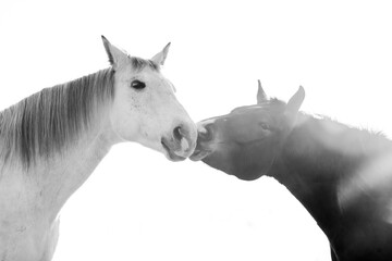 two horses playing in beautiful morning winter sun in paddock paradise equine habitat system