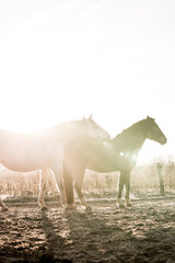 two horses playing in beautiful morning winter sun in paddock paradise equine habitat system