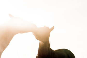 two horses playing in beautiful morning winter sun in paddock paradise equine habitat system
